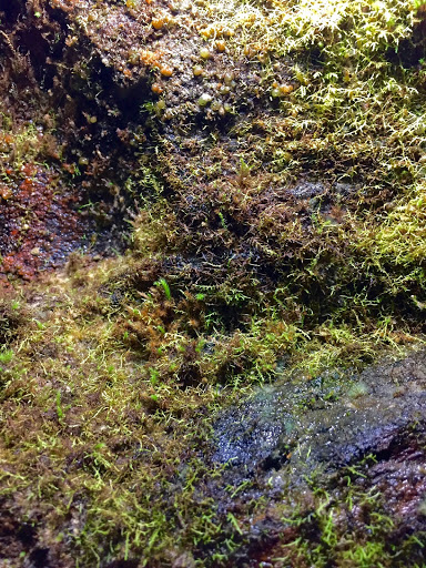 Tourist Attraction «Consolidated Gold Mine», reviews and photos, 185 Consolidated Gold Mine Rd, Dahlonega, GA 30533, USA