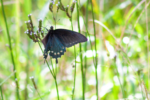 Nature Preserve «Frenchtown Rd Conservation Area», reviews and photos, 17819 Frenchtown Rd, Central, LA 70739, USA