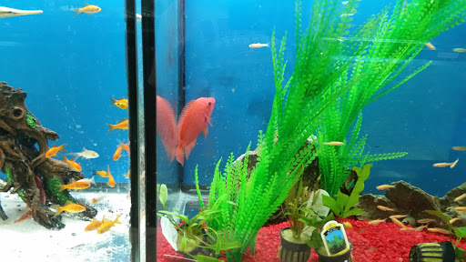 Pet Supply Store «Monster Pets», reviews and photos, 1575 N 52nd St, Philadelphia, PA 19131, USA