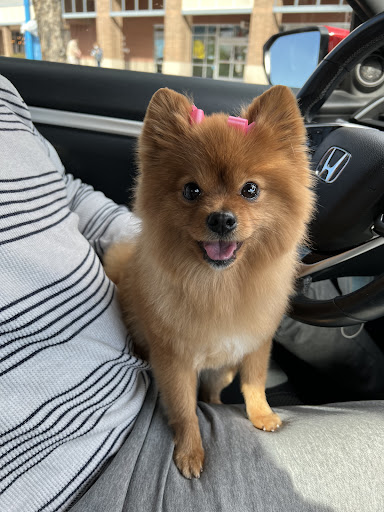 Pet Supply Store «Petco Animal Supplies», reviews and photos, 3452 W Chandler Blvd, Chandler, AZ 85226, USA