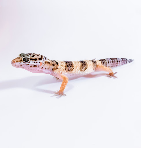 Pet Store «Pet Central», reviews and photos, 1200 Smallhouse Rd, Bowling Green, KY 42104, USA