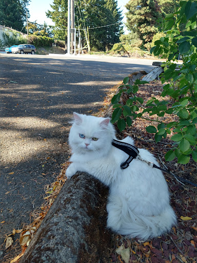 Pet Store «Bowwow Meow», reviews and photos, 456 SW Bay Blvd, Newport, OR 97365, USA