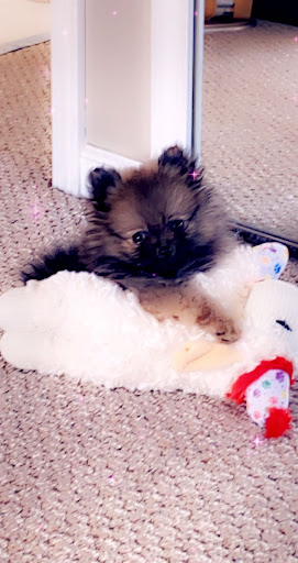 Pet Supply Store «Woof Woof Puppies & Boutique», reviews and photos, 29555 Northwestern Hwy, Southfield, MI 48034, USA