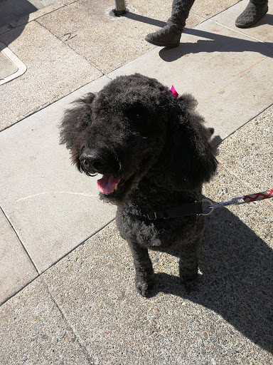 Pet Store «Bow Wow Meow», reviews and photos, 2150 Polk St, San Francisco, CA 94109, USA