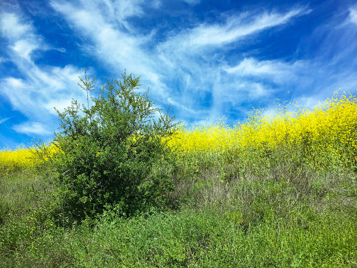 Park «Laguna Niguel Regional Park», reviews and photos, 28241 La Paz Rd, Laguna Niguel, CA 92677, USA