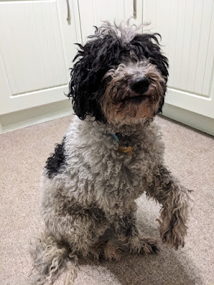 Kerrell's Mobile Dog Grooming