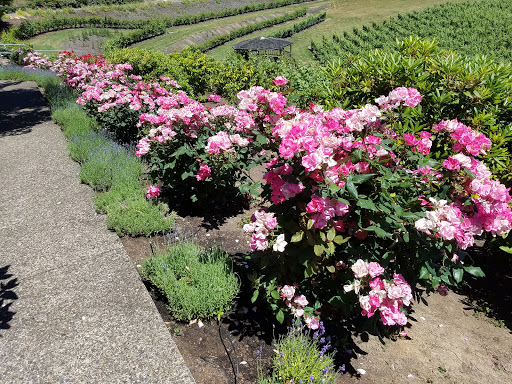 Winery «Elk Cove Vineyards», reviews and photos, 27751 NW Olson Rd, Gaston, OR 97119, USA