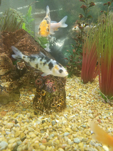 Pet Supply Store «Petco», reviews and photos, 369 S Weber Rd, Romeoville, IL 60446, USA