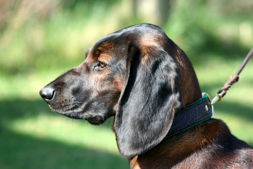 Tierärztliche Gemeinschaftspraxis Tesch & Anders unter Bernau bei Berlin, Brandenburg