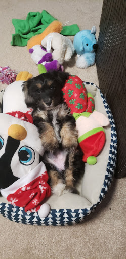 Pet Store «Liberty Agway Pet Center», reviews and photos, 11 Bon Jovi Ln, Liberty, NY 12754, USA