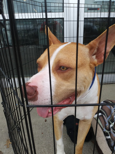 Pet Supply Store «Petco Animal Supplies», reviews and photos, 4175 Dowlen Rd, Beaumont, TX 77706, USA