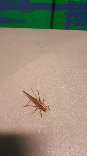 Amusement Center «Xtreme Fun Center», reviews and photos, 13211 93rd St N, Largo, FL 33773, USA