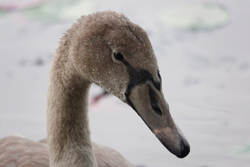 Park «D.W. Field Park», reviews and photos, D W Field Pkwy, Brockton, MA 02301, USA