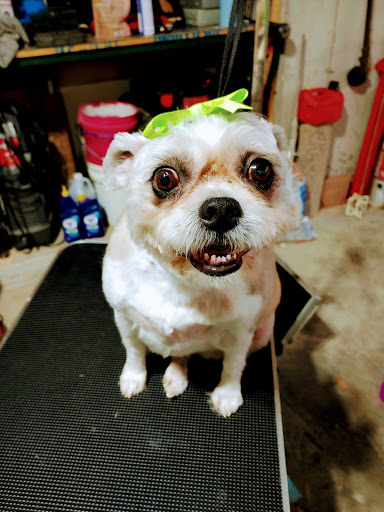 Show-N-Go House Call Grooming and drop off Grooming