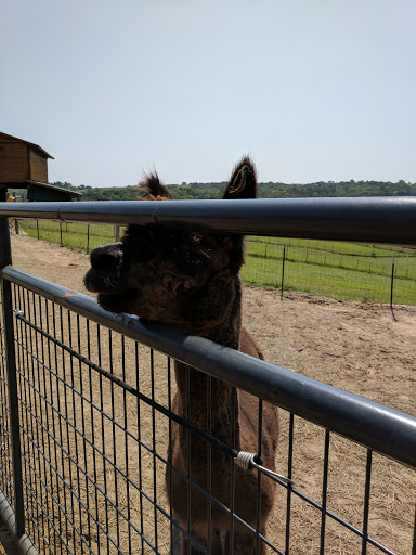 Boutique «Alpacas of the Heartland LLC», reviews and photos, 7016 County Rd 39, Fort Calhoun, NE 68023, USA