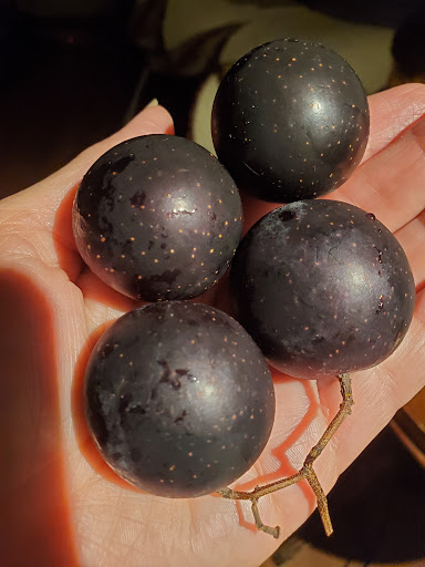 Produce Market «Madison Produce», reviews and photos, 132 E Washington St, Madison, GA 30650, USA