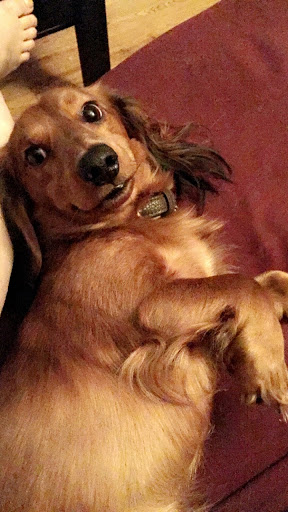 Pet Supply Store «PetSmart», reviews and photos, 4300 E Alameda Ave, Glendale, CO 80246, USA