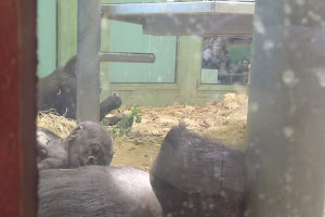 Stichting Koninklijke Rotterdamse Diergaarde