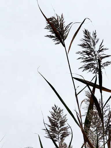 Nature Preserve «Reinstein Woods Nature Preserve», reviews and photos, 93 Honorine Dr, Depew, NY 14043, USA