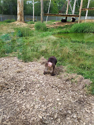 Photo n°14 de Château de Thoiry Cricket Club à Thoiry ()