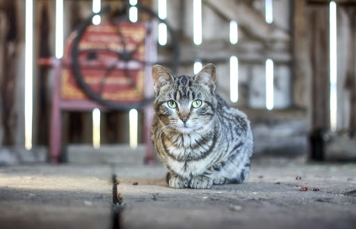 History Museum «OIiver Kelley Farm», reviews and photos, 15788 Kelly Farm Rd NW, Elk River, MN 55330, USA