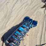 Photo n° 1 de l'avis de Anne.p fait le 23/03/2023 à 13:16 pour Plage de Saint Germain sur Ay à Saint-Germain-sur-Ay