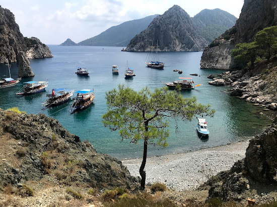 Akvaryum Koyu