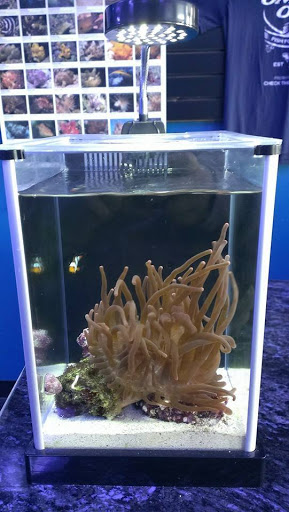 Tropical Fish Store «Reef Oasis», reviews and photos, 7669 Mentor Ave, Mentor, OH 44060, USA