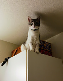 Tabby & Jack's Pet Supplies and Grooming Stoughton - Photo 6 - Car repair in Stoughton, WI, Madison