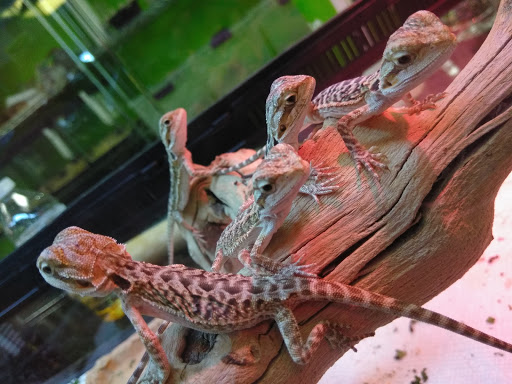 Reptile Store «Reptile Pets Direct», reviews and photos, 8088 Pat Booker Rd, Live Oak, TX 78233, USA