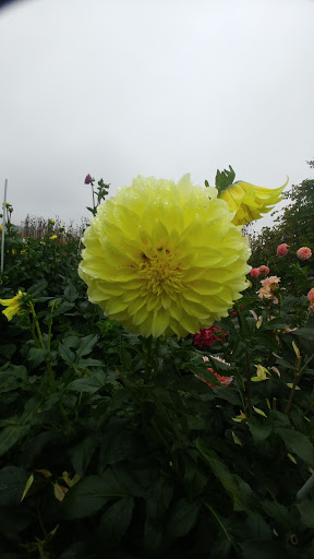 Florist «Generations Floral Art and Artisans», reviews and photos, 23051 E Main St, Armada, MI 48005, USA