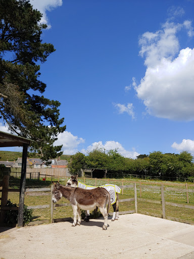 Margaret Green Animal Rescue - Church Knowle Rehoming and Visitor Centre