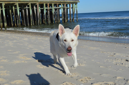 Amusement Park «Casino Pier & Breakwater Beach», reviews and photos, 800 Ocean Terrace, Seaside Heights, NJ 08751, USA