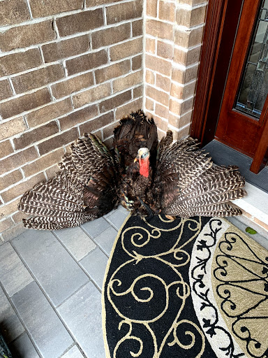 Insurance Agency «Tom Luscombe - State Farm Insurance Agent», reviews and photos