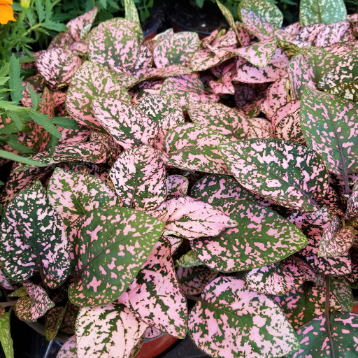 Supermarket «Super Stop & Shop», reviews and photos, 8101 Jericho Turnpike #0511, Woodbury, NY 11797, USA