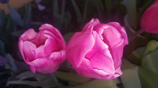 Grocery Store «Sunspot Natural Market», reviews and photos, 3717 S Reed Rd, Kokomo, IN 46902, USA