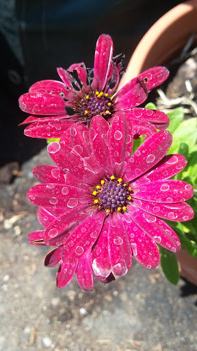 Book Store «Pipe & Thimble Bookstore», reviews and photos, 24830 Narbonne Ave, Lomita, CA 90717, USA