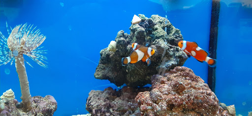 Pet Supply Store «Petco Animal Supplies», reviews and photos, 1209 New Brunswick Ave, Phillipsburg, NJ 08865, USA