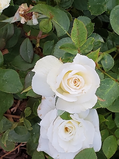 Arboretum «Yakima Area Arboretum», reviews and photos, 1401 Arboretum Dr, Yakima, WA 98901, USA