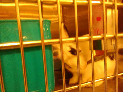 Pet Supply Store «PetSmart», reviews and photos, 2160 Southgate Rd, Colorado Springs, CO 80906, USA