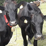 Photo n°3 de l'avis de Alessandro.. fait le 16/07/2021 à 12:19 sur le  Malga di Cloz à Laurein