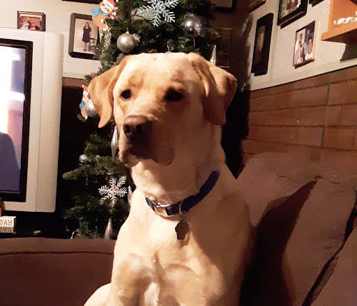 Pet Supply Store «PetSmart», reviews and photos, 3601 Rib Mountain Dr, Wausau, WI 54401, USA