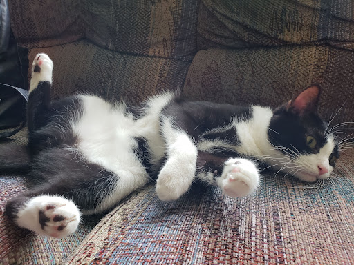 Pet Supply Store «PetSmart», reviews and photos, 1550 Butterfield Rd, Downers Grove, IL 60515, USA