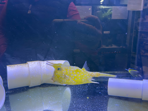 Tropical Fish Store «Reef eScape», reviews and photos, 11141 Lee Hwy, Fairfax, VA 22030, USA