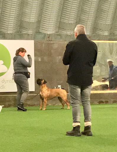 WorkingPaws in Kirke Eskilstrup, Holbæk