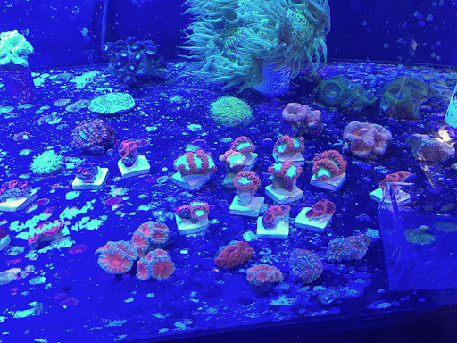 Tropical Fish Store «Reef Oasis», reviews and photos, 7669 Mentor Ave, Mentor, OH 44060, USA
