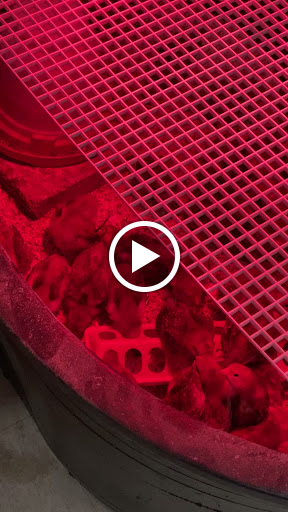 Animal Feed Store «Franklin Hardware & Pet Center», reviews and photos, 1975 Philadelphia Ave, Chambersburg, PA 17201, USA