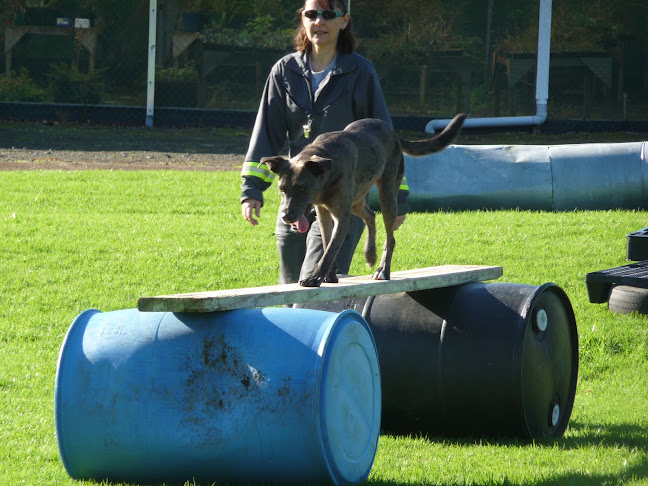 Humdinger Dogs - Auckland