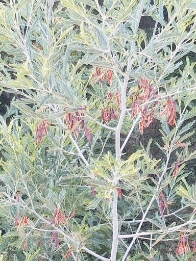 Planetarium «Chabot Space & Science Center», reviews and photos, 10000 Skyline Blvd, Oakland, CA 94619, USA