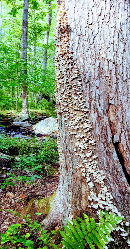 Nature Preserve «Wolf Rock Nature Preserve», reviews and photos, 251 Clover Mill Rd, Storrs, CT 06268, USA